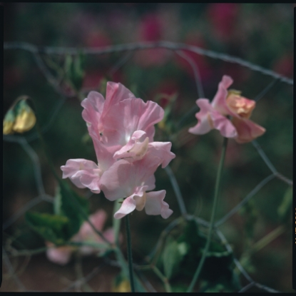 Picture of Sweet Pea - Geranium Pink Improved